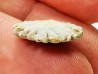 Button coral: Palaeocyclus porpita - Silurian - Lickershamn, Gotland, SWEDEN