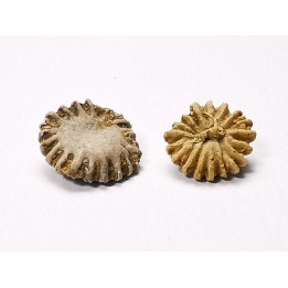 Corail bouton: Palaeocyclus porpita - Silurien - Lickershamn - Gotland, SUEDE