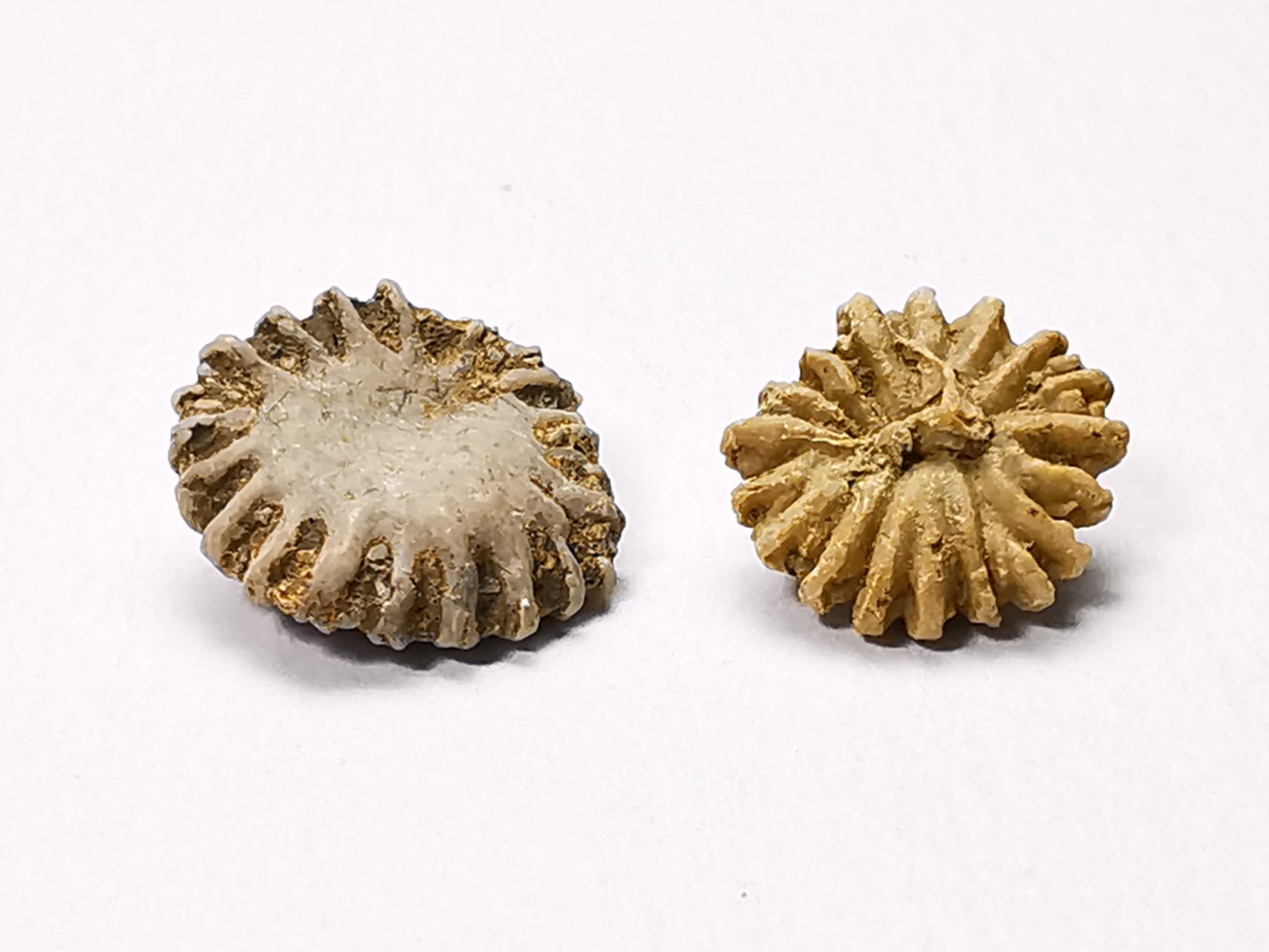 Button coral: Palaeocyclus porpita - Silurian - Lickershamn, Gotland, SWEDEN