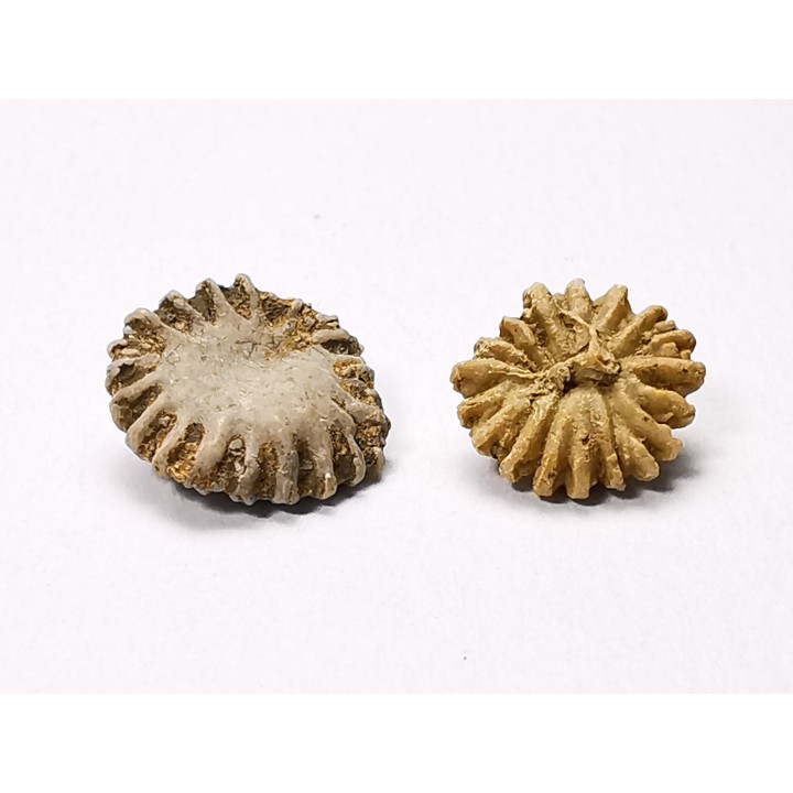 Corail bouton: Palaeocyclus porpita - Silurien - Lickershamn - Gotland, SUEDE