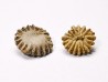 Corail bouton: Palaeocyclus porpita - Silurien - Lickershamn - Gotland, SUEDE