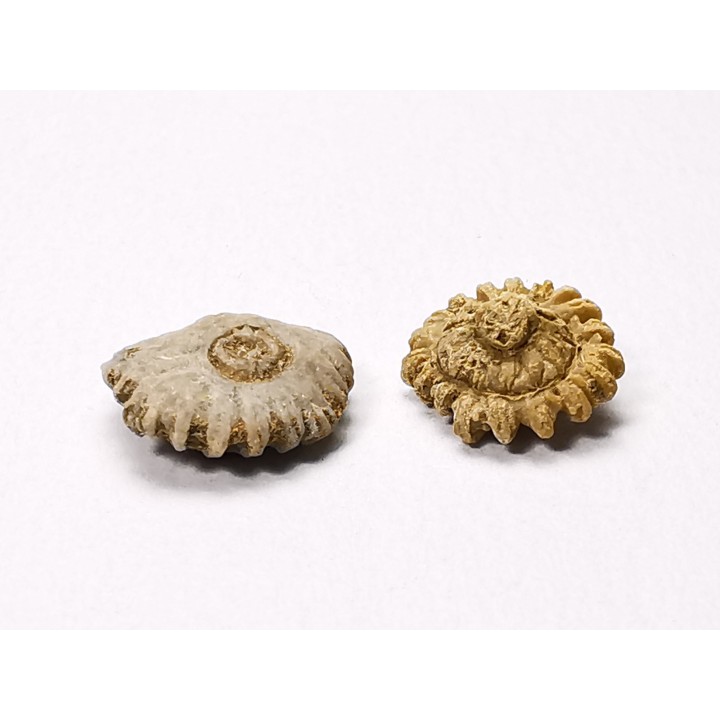 Corail bouton: Palaeocyclus porpita - Silurien - Lickershamn - Gotland, SUEDE