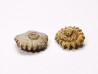 Corail bouton: Palaeocyclus porpita - Silurien - Lickershamn - Gotland, SUEDE