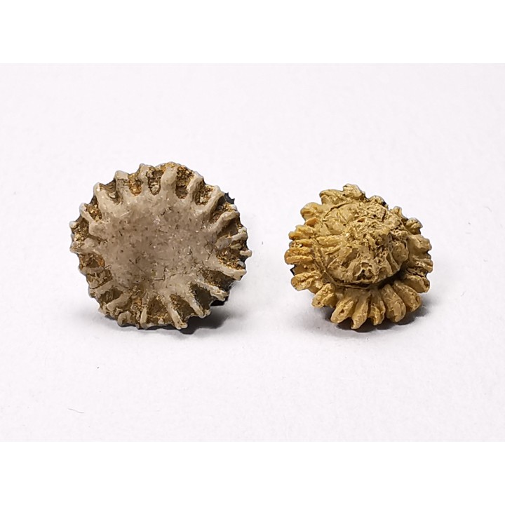 Corail bouton: Palaeocyclus porpita - Silurien - Lickershamn - Gotland, SUEDE