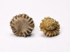 Corail bouton: Palaeocyclus porpita - Silurien - Lickershamn - Gotland, SUEDE