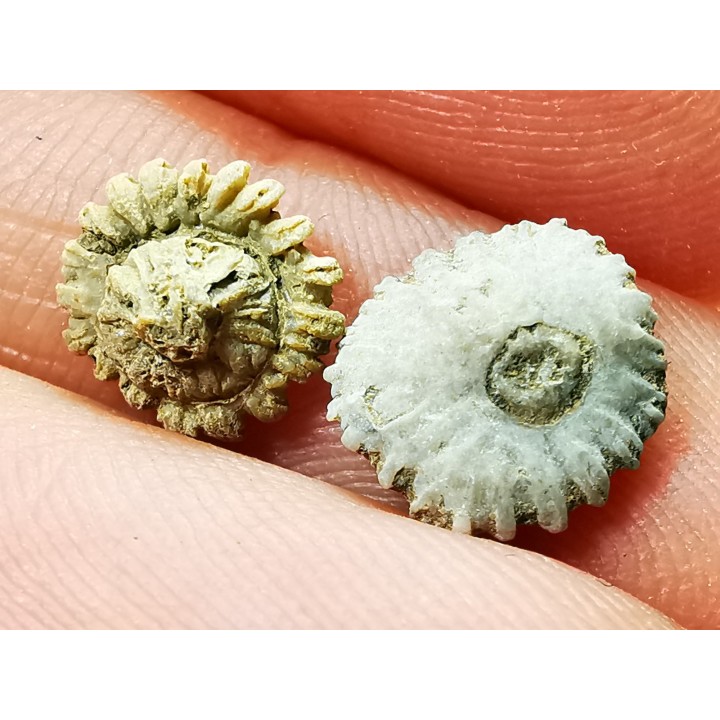 Corail bouton: Palaeocyclus porpita - Silurien - Lickershamn - Gotland, SUEDE