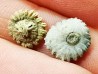 Button coral: Palaeocyclus porpita - Silurian - Lickershamn, Gotland, SWEDEN
