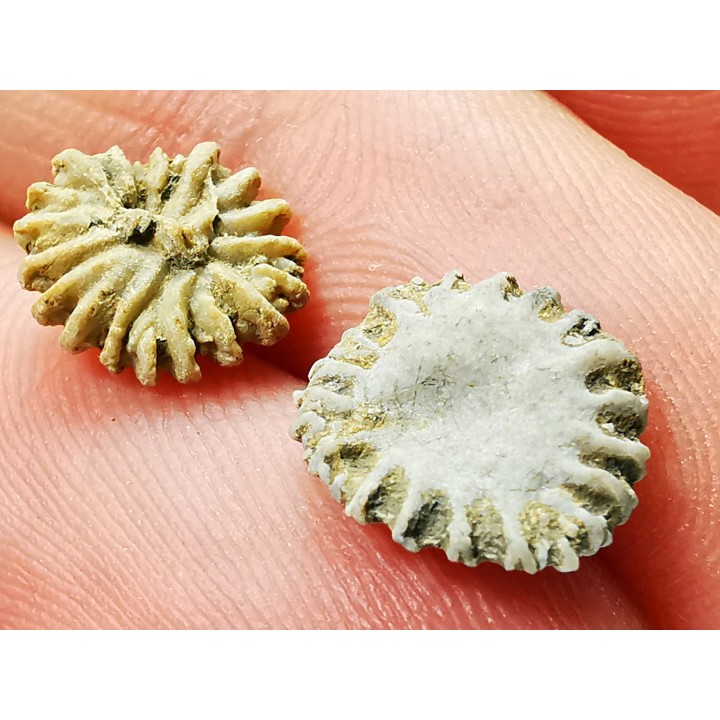 Button coral: Palaeocyclus porpita - Silurian - Lickershamn, Gotland, SWEDEN
