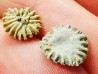 Corail bouton: Palaeocyclus porpita - Silurien - Lickershamn - Gotland, SUEDE
