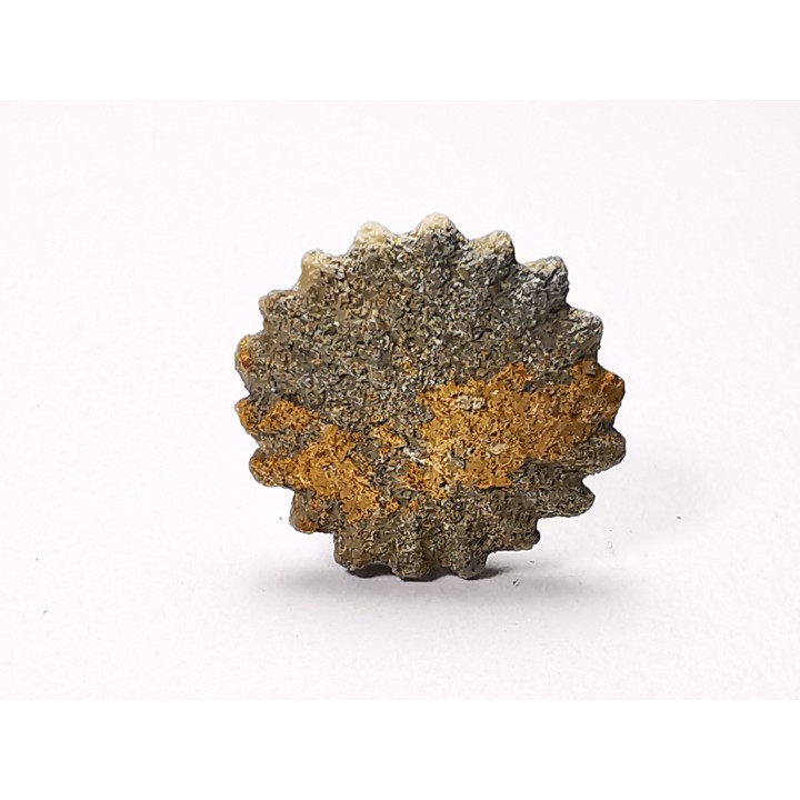 Button coral: Palaeocyclus porpita - Silurian - Lickershamn, Gotland, SWEDEN