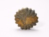 Button coral: Palaeocyclus porpita - Silurian - Lickershamn, Gotland, SWEDEN