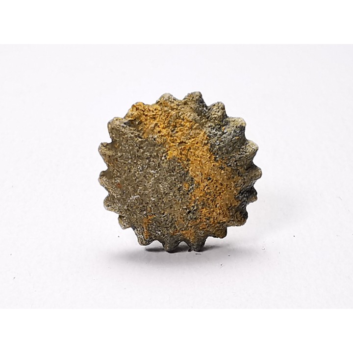Button coral: Palaeocyclus porpita - Silurian - Lickershamn, Gotland, SWEDEN