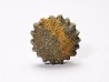Corail bouton: Palaeocyclus porpita - Silurien - Lickershamn - Gotland, SUEDE