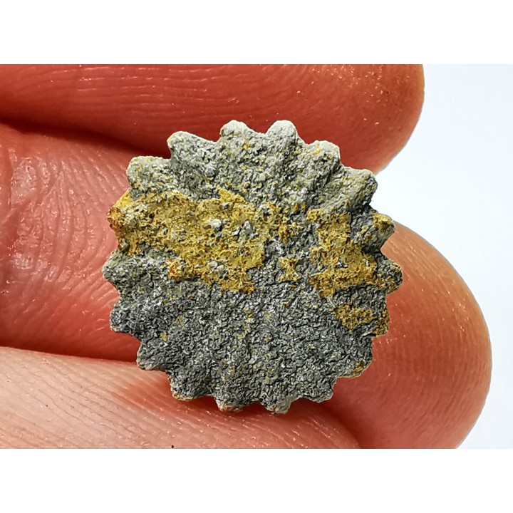 Button coral: Palaeocyclus porpita - Silurian - Lickershamn, Gotland, SWEDEN