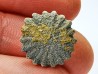 Button coral: Palaeocyclus porpita - Silurian - Lickershamn, Gotland, SWEDEN