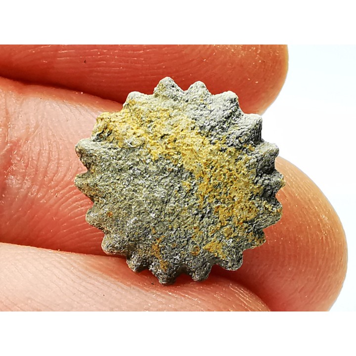 Corail bouton: Palaeocyclus porpita - Silurien - Lickershamn - Gotland, SUEDE
