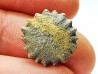 Corail bouton: Palaeocyclus porpita - Silurien - Lickershamn - Gotland, SUEDE