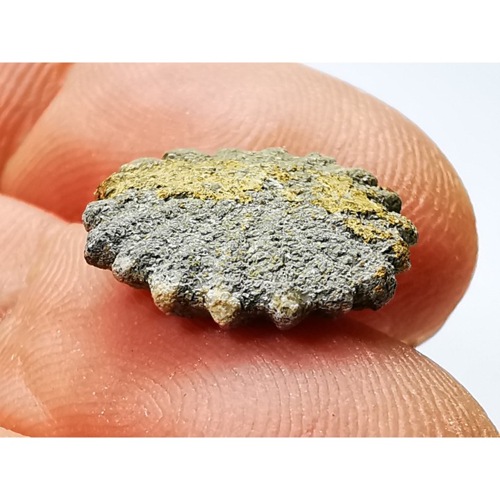 Button coral: Palaeocyclus porpita - Silurian - Lickershamn, Gotland, SWEDEN