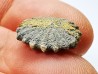 Button coral: Palaeocyclus porpita - Silurian - Lickershamn, Gotland, SWEDEN