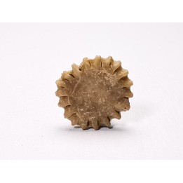 Button coral: Palaeocyclus porpita - Silurian - Lickershamn, Gotland, SWEDEN