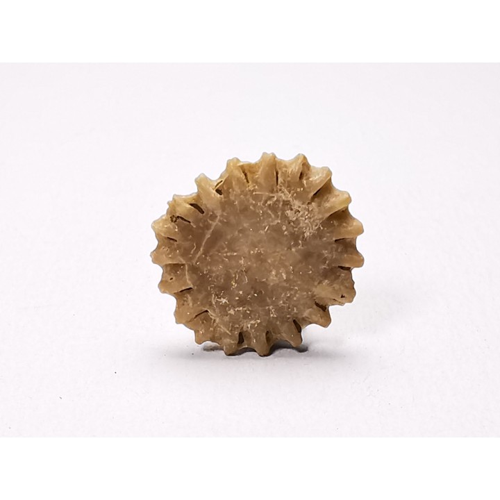 Corail bouton: Palaeocyclus porpita - Silurien - Lickershamn - Gotland, SUEDE