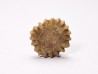 Corail bouton: Palaeocyclus porpita - Silurien - Lickershamn - Gotland, SUEDE