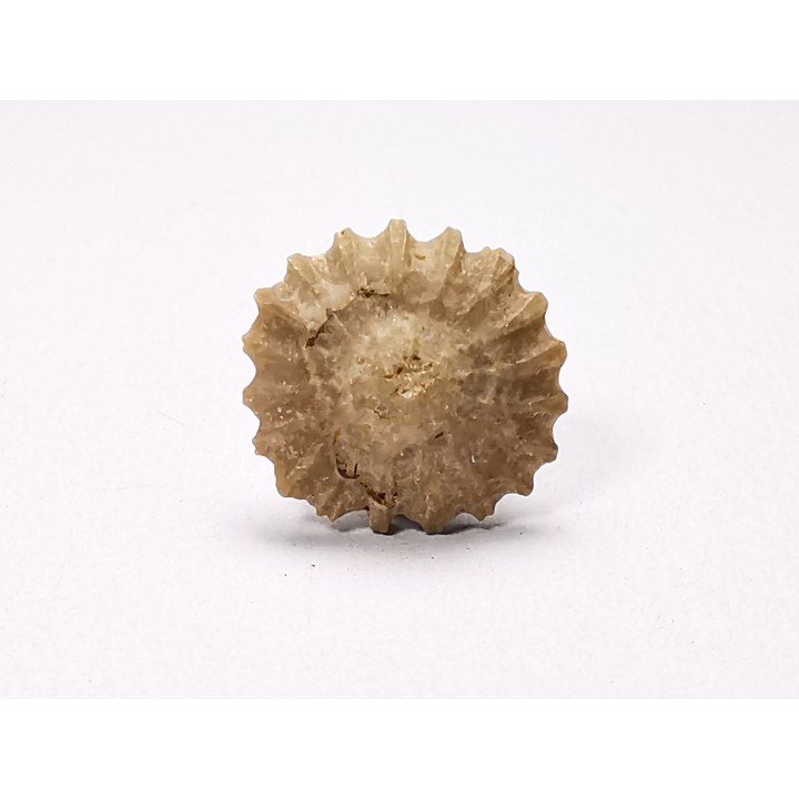 Corail bouton: Palaeocyclus porpita - Silurien - Lickershamn - Gotland, SUEDE