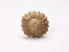 Corail bouton: Palaeocyclus porpita - Silurien - Lickershamn - Gotland, SUEDE