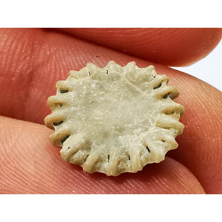 Button coral: Palaeocyclus porpita - Silurian - Lickershamn, Gotland, SWEDEN