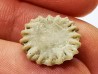 Button coral: Palaeocyclus porpita - Silurian - Lickershamn, Gotland, SWEDEN