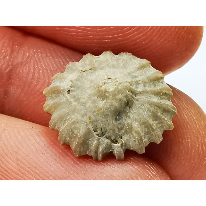 Corail bouton: Palaeocyclus porpita - Silurien - Lickershamn - Gotland, SUEDE