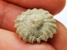 Corail bouton: Palaeocyclus porpita - Silurien - Lickershamn - Gotland, SUEDE