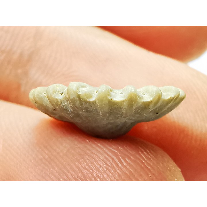 Corail bouton: Palaeocyclus porpita - Silurien - Lickershamn - Gotland, SUEDE