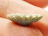 Button coral: Palaeocyclus porpita - Silurian - Lickershamn, Gotland, SWEDEN