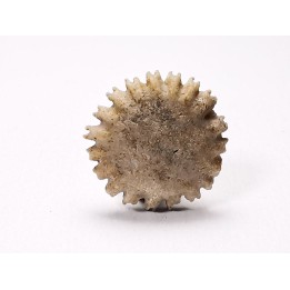 Button coral: Palaeocyclus porpita - Silurian - Lickershamn, Gotland, SWEDEN