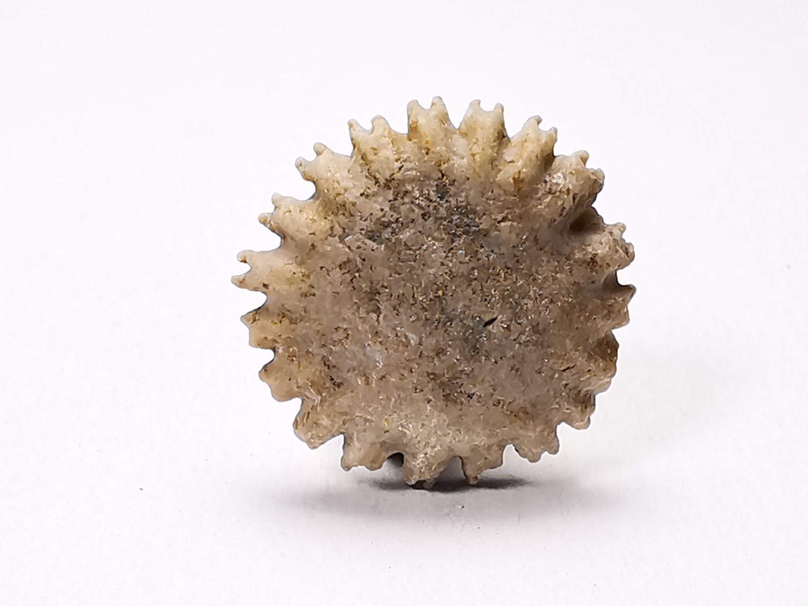 Button coral: Palaeocyclus porpita - Silurian - Lickershamn, Gotland, SWEDEN