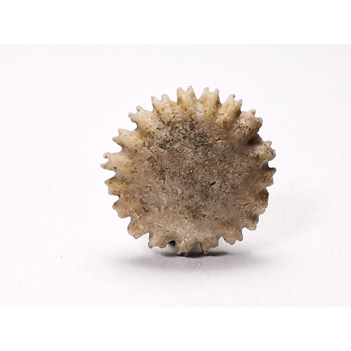 Corail bouton: Palaeocyclus porpita - Silurien - Lickershamn - Gotland, SUEDE