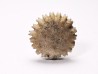 Button coral: Palaeocyclus porpita - Silurian - Lickershamn, Gotland, SWEDEN