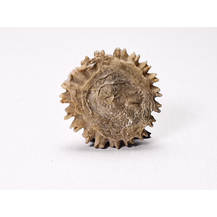 Button coral: Palaeocyclus porpita - Silurian - Lickershamn, Gotland, SWEDEN
