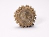 Corail bouton: Palaeocyclus porpita - Silurien - Lickershamn - Gotland, SUEDE