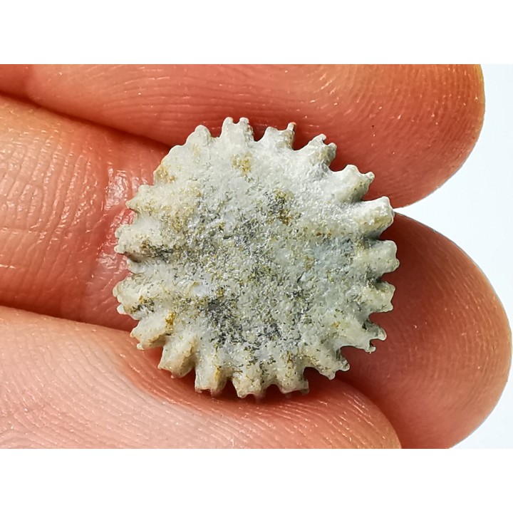 Corail bouton: Palaeocyclus porpita - Silurien - Lickershamn - Gotland, SUEDE