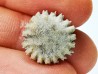 Corail bouton: Palaeocyclus porpita - Silurien - Lickershamn - Gotland, SUEDE