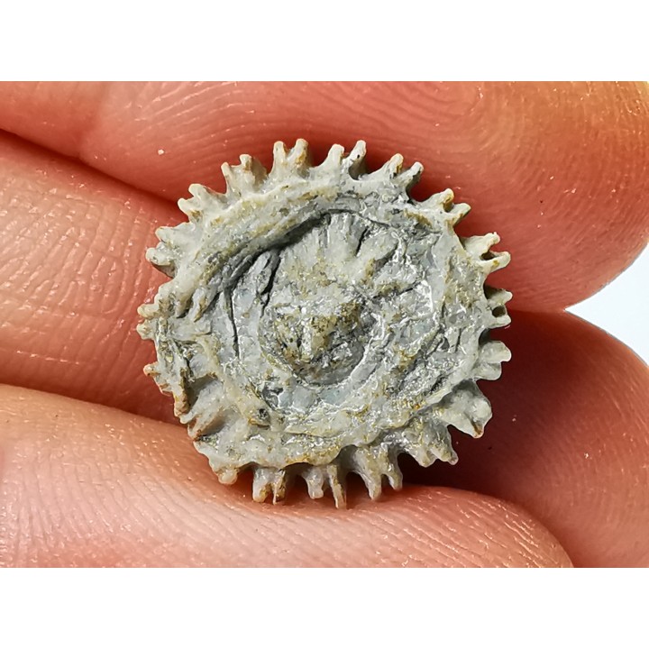 Corail bouton: Palaeocyclus porpita - Silurien - Lickershamn - Gotland, SUEDE