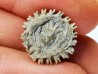 Corail bouton: Palaeocyclus porpita - Silurien - Lickershamn - Gotland, SUEDE