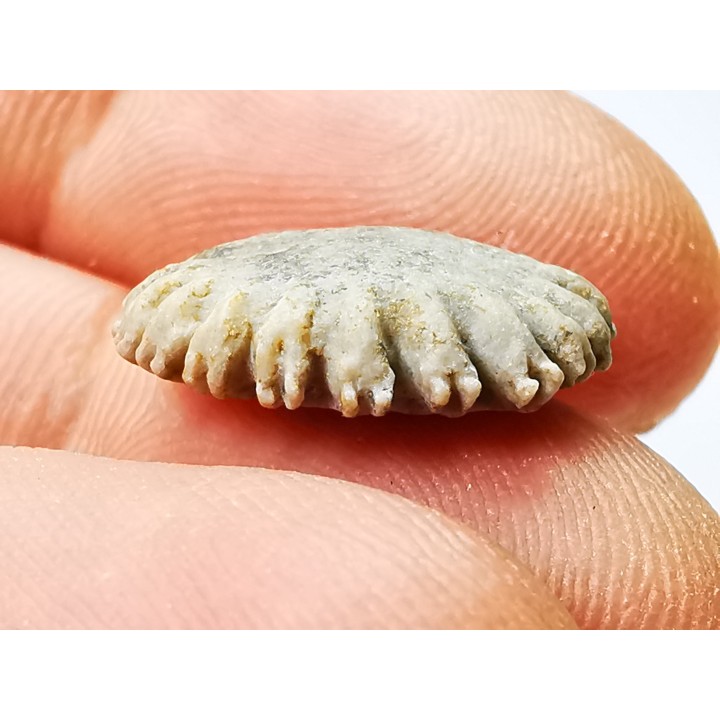 Button coral: Palaeocyclus porpita - Silurian - Lickershamn, Gotland, SWEDEN