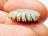 Button coral: Palaeocyclus porpita - Silurian - Lickershamn, Gotland, SWEDEN