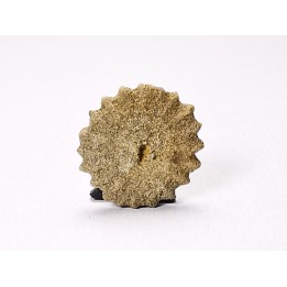 Button coral: Palaeocyclus porpita - Silurian - Lickershamn, Gotland, SWEDEN