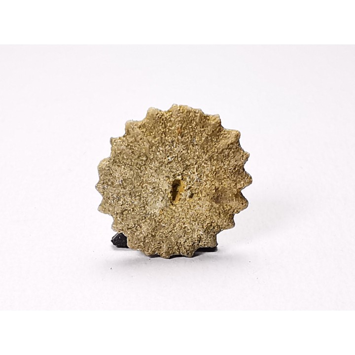 Button coral: Palaeocyclus porpita - Silurian - Lickershamn, Gotland, SWEDEN