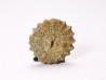 Button coral: Palaeocyclus porpita - Silurian - Lickershamn, Gotland, SWEDEN