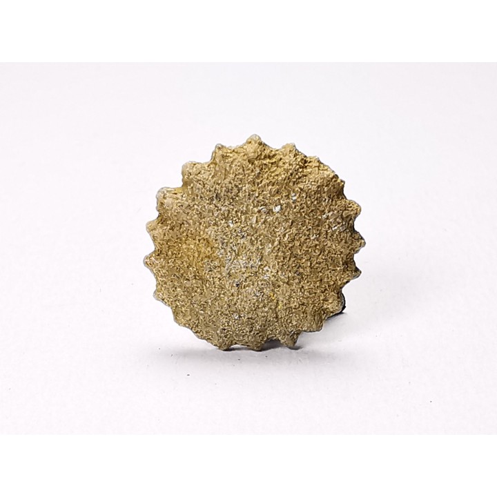 Button coral: Palaeocyclus porpita - Silurian - Lickershamn, Gotland, SWEDEN